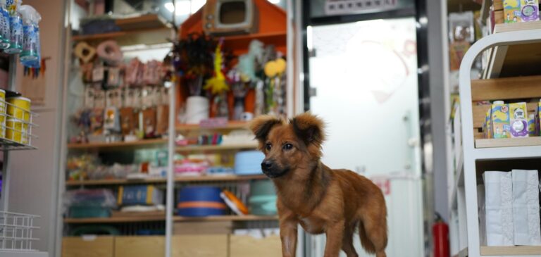 Bir mağaza önünde duran kahverengi köpek; petshop web sitesi örneği