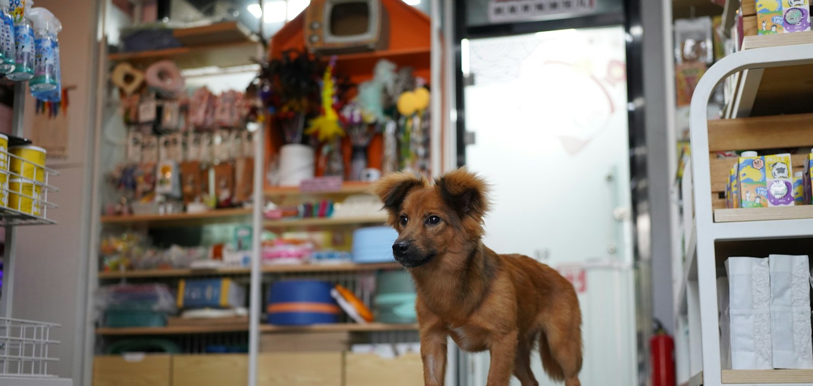 Bir mağaza önünde duran kahverengi köpek; petshop web sitesi örneği.