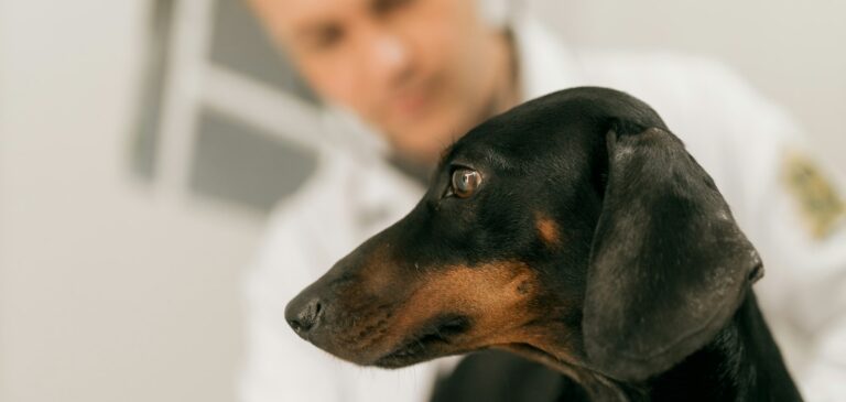 Veteriner kliniğinde muayene edilen bir köpek
