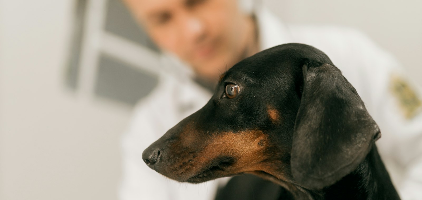Veteriner kliniğinde muayene edilen bir köpek.